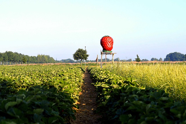Der Agrarnützling auf dem Erdbeerfeld